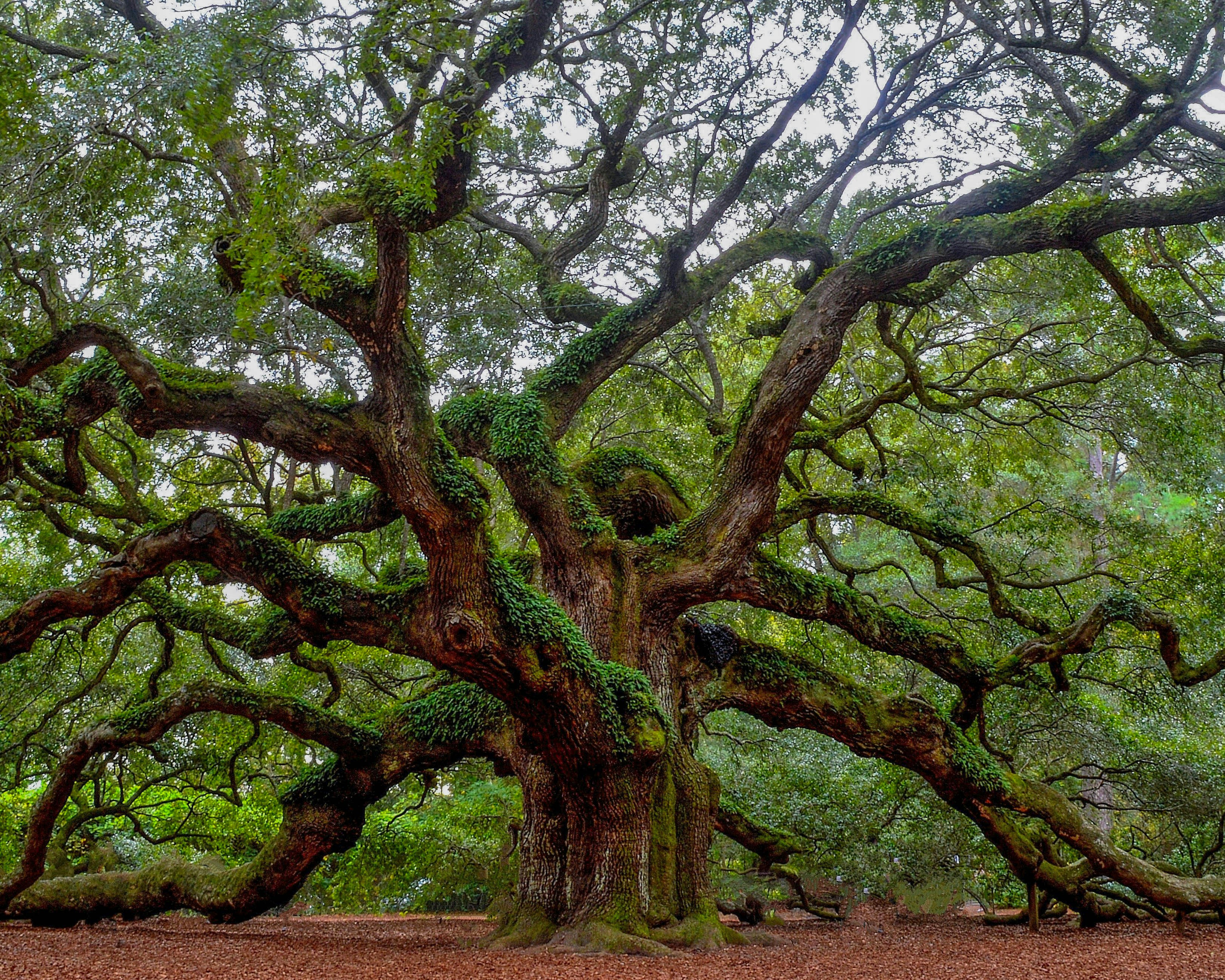 The Magical Oak