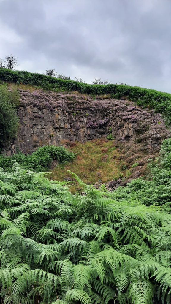 2. Mountainside with heather