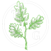 The Oak Gatherer